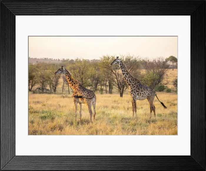 Framed Print : A pair of giraffe in the Serengeti, Serengeti National Park, Tanzania Framed Print : A pair of giraffe in the Serengeti, Serengeti National Park, Tanzania