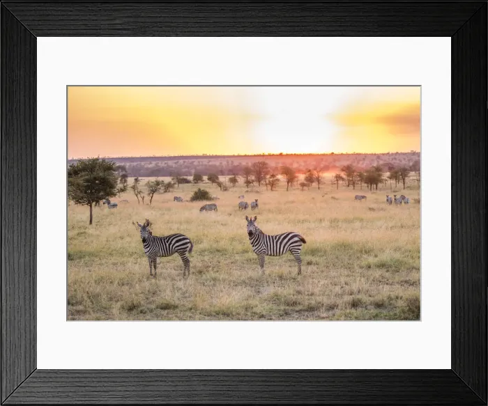 Framed Print : Zebras in the Serengeti, Serengeti Natioanl Park, Tanzania Framed Print : Zebras in the Serengeti, Serengeti Natioanl Park, Tanzania