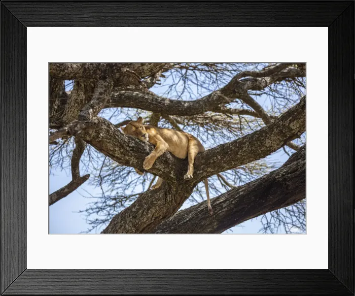 Framed Print : Lion resting in an Acacia tree, the Serengeti, Serengeti National Park, Tanzania Framed Print : Lion resting in an Acacia tree, the Serengeti, Serengeti National Park, Tanzania