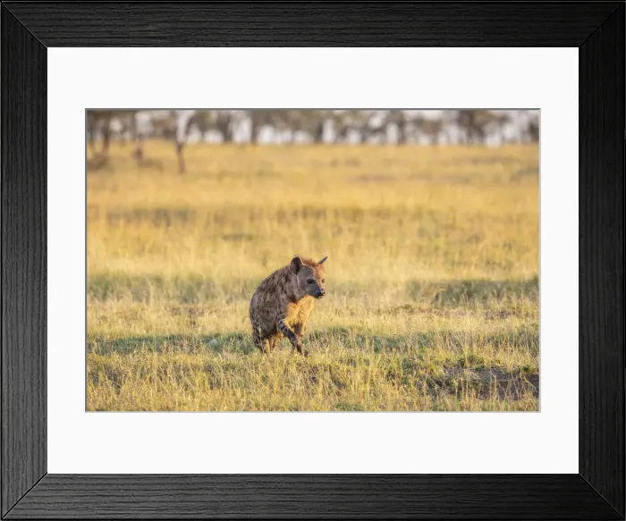 Framed Print : Hyena in the Serengeti, Serengeti Natioanl Park, Tanzania Framed Print : Hyena in the Serengeti, Serengeti Natioanl Park, Tanzania