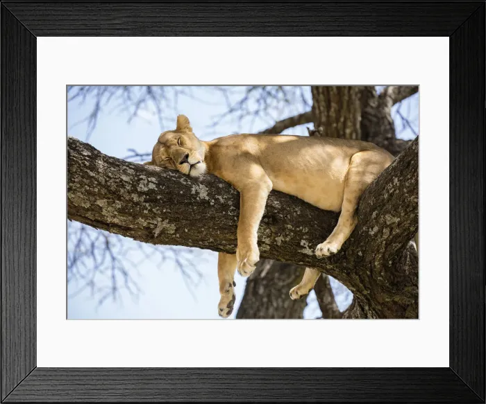 Framed Print : Lion resting in a tree, Serengeti, Serengeti Natioanl Park, Tanzania Framed Print : Lion resting in a tree, Serengeti, Serengeti Natioanl Park, Tanzania