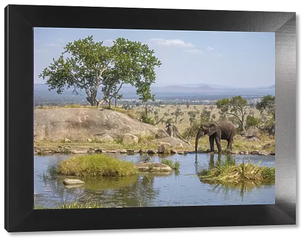 Elephant at a watering hole, Four Seasons Safari Lodge, Serengeti