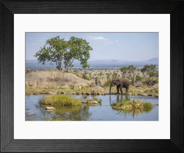 Framed Print : Elephant at a watering hole, Four Seasons Safari Lodge, Serengeti Framed Print : Elephant at a watering hole, Four Seasons Safari Lodge, Serengeti