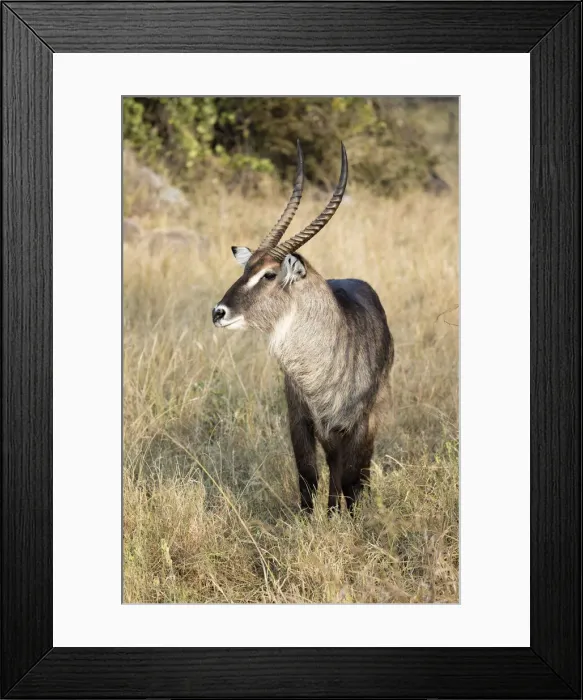 Framed Print : Waterbuck Antelope, Serengeti Natioanl Park, Tanzania Framed Print : Waterbuck Antelope, Serengeti Natioanl Park, Tanzania
