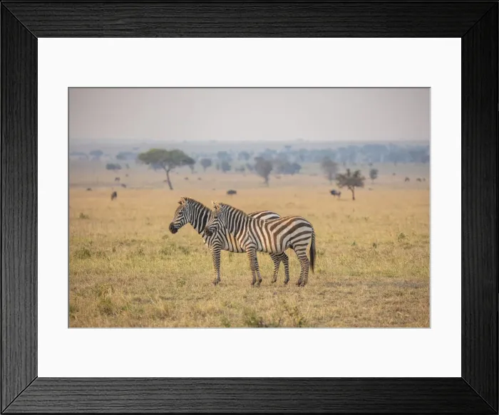 Framed Print : A pair of zebra in the Serengeti, Serengeti National Park, Tanzania Framed Print : A pair of zebra in the Serengeti, Serengeti National Park, Tanzania