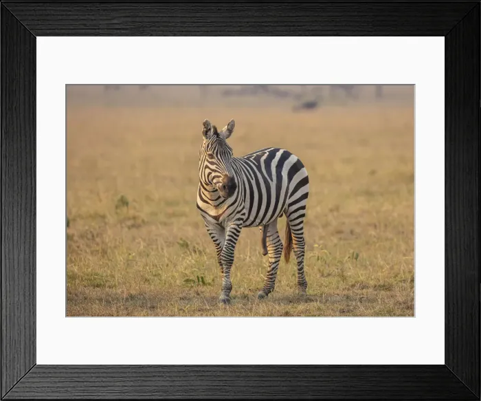 Framed Print : A zebra in the Serengeti, Serengeti National Park, Tanzania Framed Print : A zebra in the Serengeti, Serengeti National Park, Tanzania