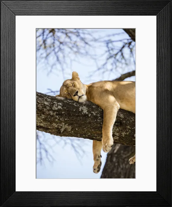 Framed Print : Lion resting in a tree, Serengeti, Serengeti Natioanl Park, Tanzania Framed Print : Lion resting in a tree, Serengeti, Serengeti Natioanl Park, Tanzania