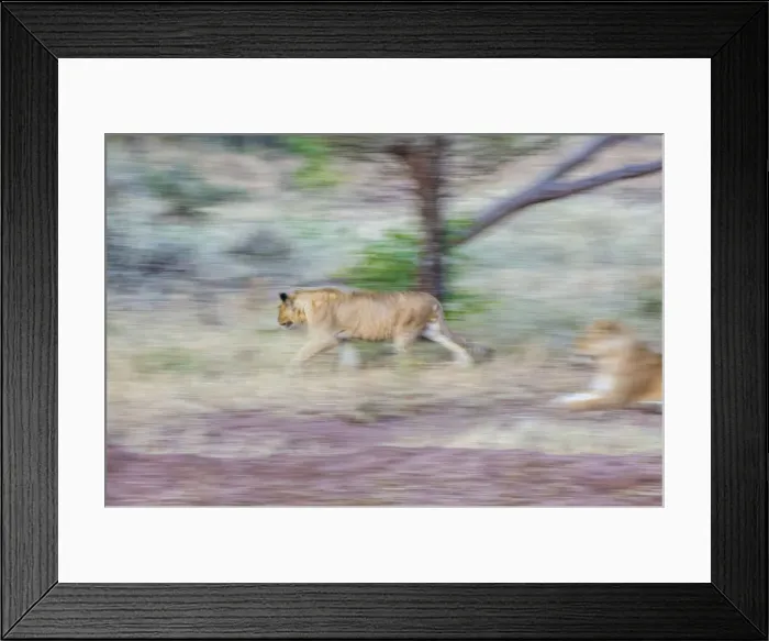 Framed Print : Lion moving through open grasslands, the Serengeti, Serengeti National Park, Tanzania
