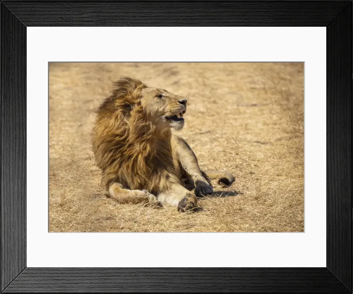 Framed Print : Lion resting on open grasslands, Ngorongoro Crater, the Serengeti Framed Print : Lion resting on open grasslands, Ngorongoro Crater, the Serengeti