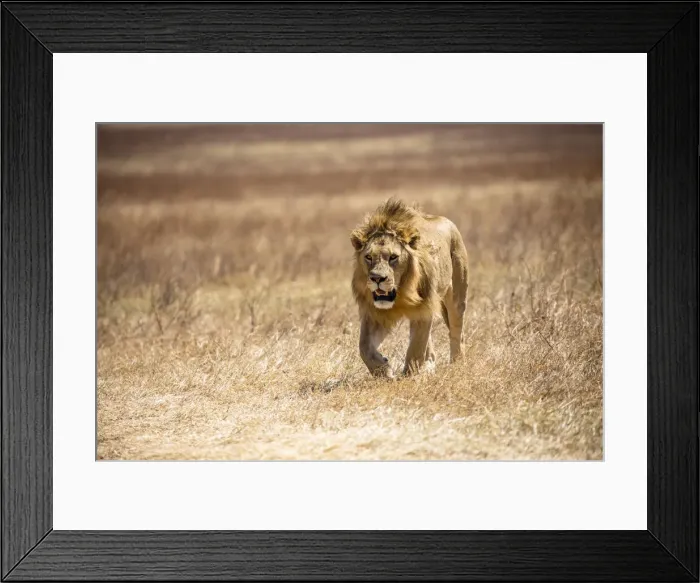 Framed Print : Male Lion, Ngorongoro, Tanzania Framed Print : Male Lion, Ngorongoro, Tanzania
