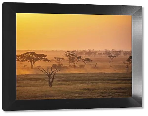 Savannah trees at sunrise, Serengeti National Park, Tanzania