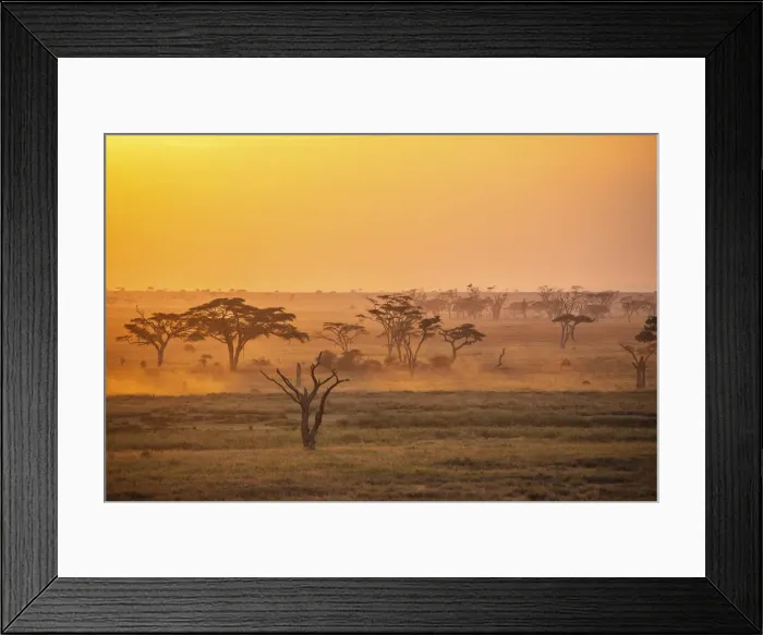 Framed Print : Savannah trees at sunrise, Serengeti National Park, Tanzania Framed Print : Savannah trees at sunrise, Serengeti National Park, Tanzania