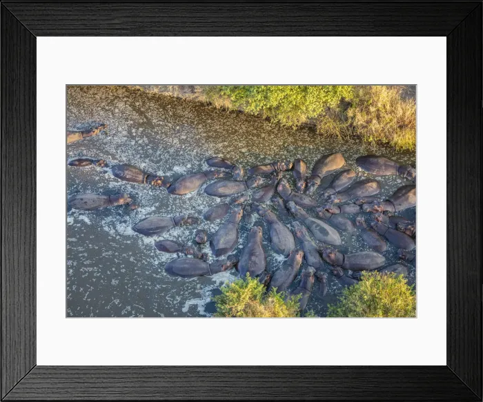 Framed Print : Hippos from above, Serengeti, Serengeti Natioanl Park, Tanzania