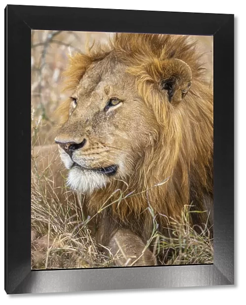 Male Lion, Serengeti National Park, Tanzania