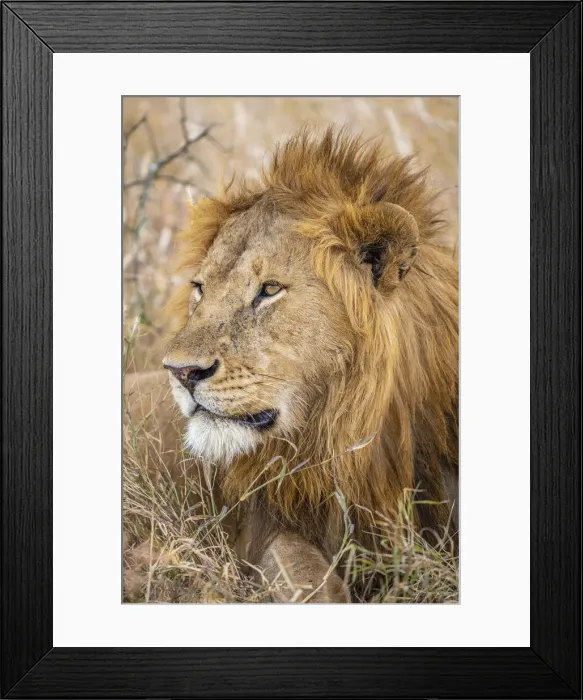Framed Print : Male Lion, Serengeti National Park, Tanzania