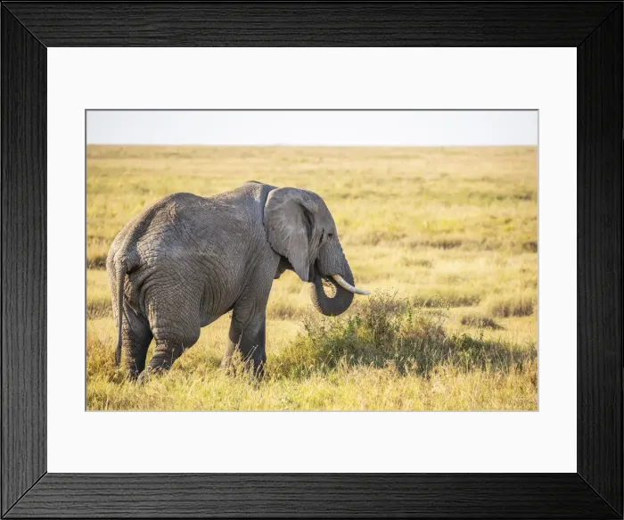 Framed Print : An elephant in the Serengeti, Serengeti National Park, Tanzania
