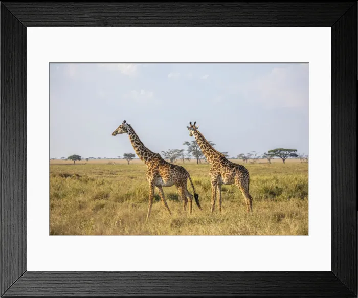 Framed Print : A pair of giraffe in the Serengeti, Serengeti National Park, Tanzania Framed Print : A pair of giraffe in the Serengeti, Serengeti National Park, Tanzania
