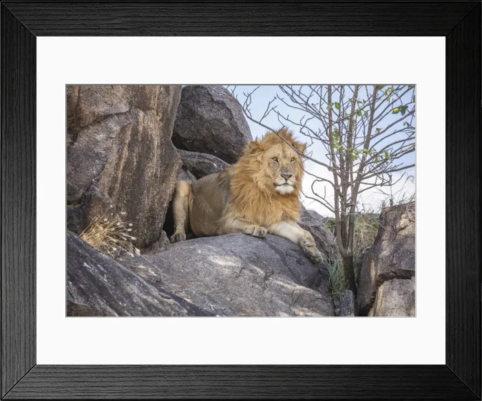Framed Print : Lion resting on a kopje, the Serengeti, Serengeti National Park, Tanzania Framed Print : Lion resting on a kopje, the Serengeti, Serengeti National Park, Tanzania