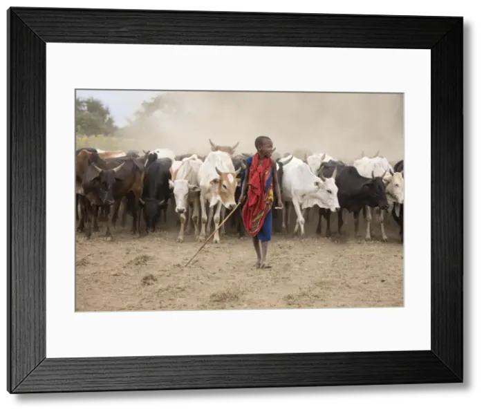 Framed Print : Masaai boy with cattle, Arusha, Tanzania Framed Print : Masaai boy with cattle, Arusha, Tanzania