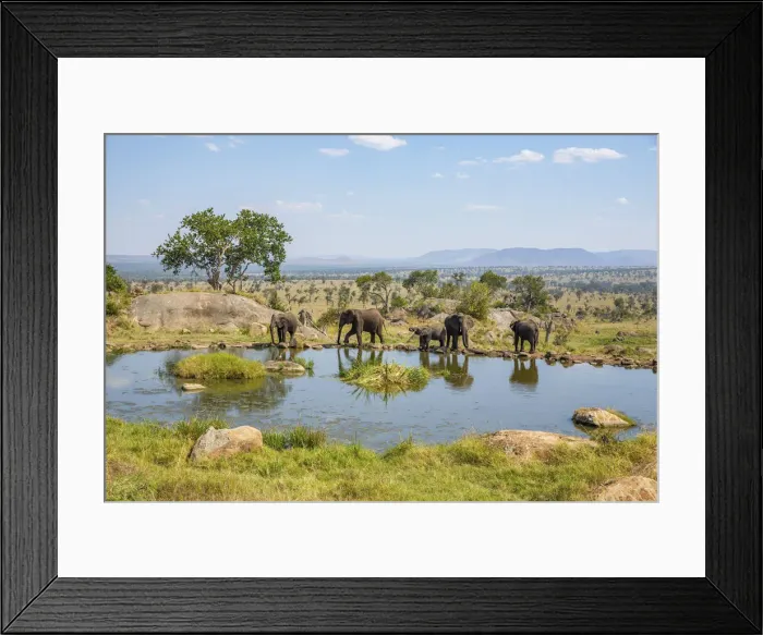 Framed Print : Elephants at a watering hole, Four Seasons Safari Lodge, Serengeti Framed Print : Elephants at a watering hole, Four Seasons Safari Lodge, Serengeti