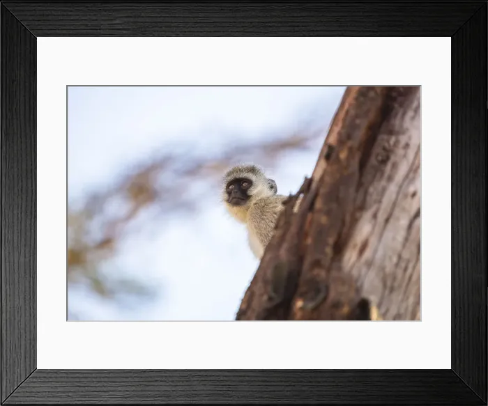 Framed Print : Black faced vervet monkey, Serengeti, Tanzania Framed Print : Black faced vervet monkey, Serengeti, Tanzania