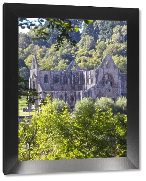 UK, Wales, Monmouthshire, Wye Valley, Tintern, Tintern Abbey