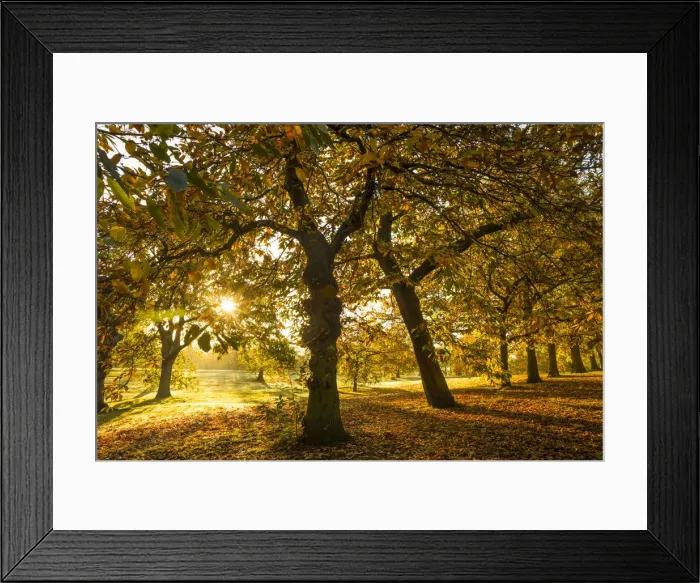 Framed Print : Greenwich park, Greenwich, London, England, UK Framed Print : Greenwich park, Greenwich, London, England, UK