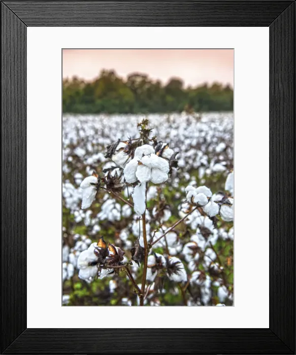Framed Print : USA, Statesboro, Georgia, Cotton Field, Autumn Framed Print : USA, Statesboro, Georgia, Cotton Field, Autumn