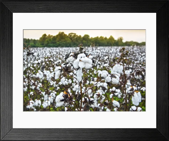 Framed Print : USA, Statesboro, Georgia, Cotton Field, Autumn Framed Print : USA, Statesboro, Georgia, Cotton Field, Autumn