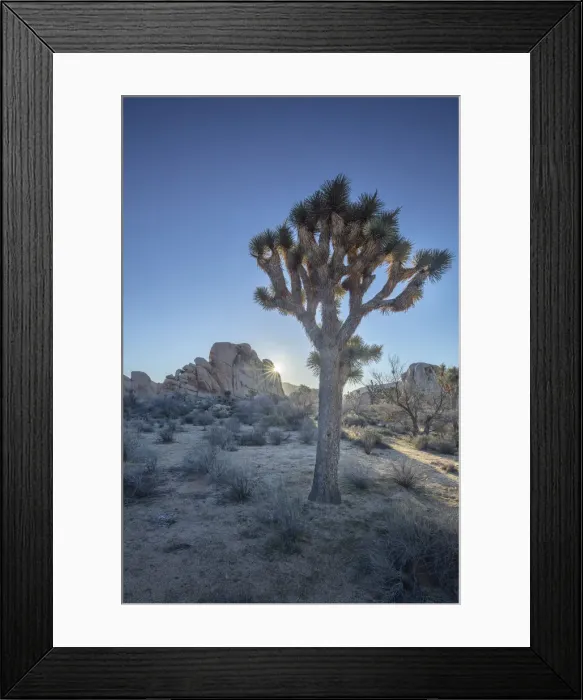 Framed Print : Joshua Tree, Joshua Tree National Park, California, USA Framed Print : Joshua Tree, Joshua Tree National Park, California, USA