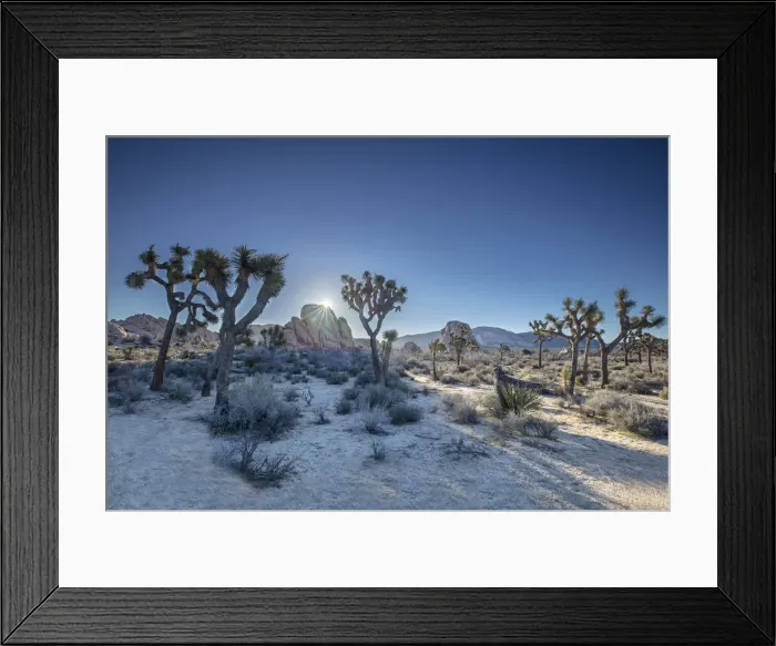 Framed Print : Joshua Trees, Joshua Tree National Park, California, USA Framed Print : Joshua Trees, Joshua Tree National Park, California, USA