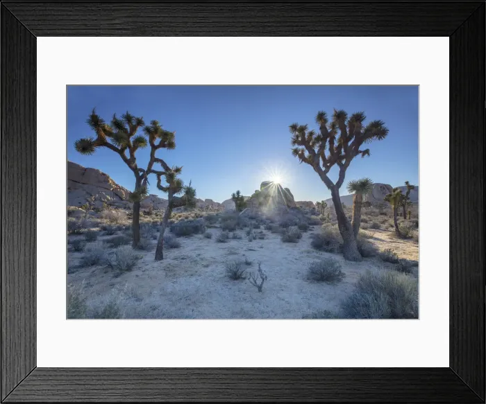 Framed Print : Joshua Trees, Joshua Tree National Park, California, USA Framed Print : Joshua Trees, Joshua Tree National Park, California, USA