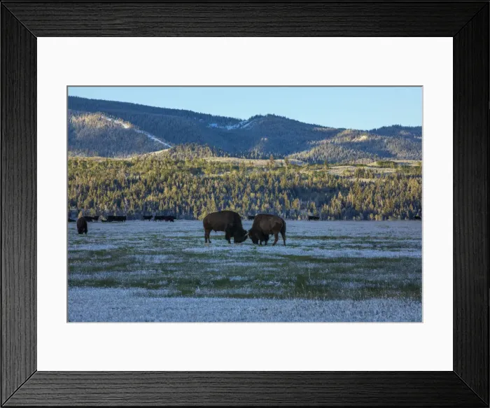 Framed Print : Bison sparring, Yellowstone National Park, Wyoming, USA