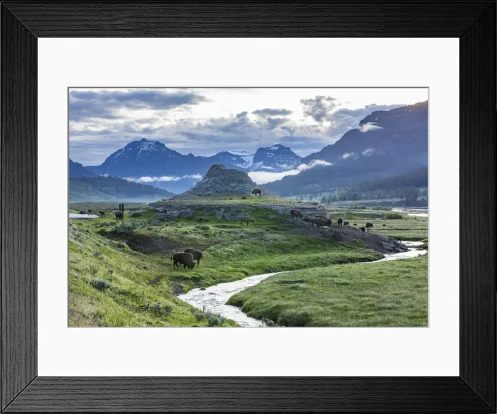 Framed Print : Bison, Yellowstone National Park, Wyoming, USA Framed Print : Bison, Yellowstone National Park, Wyoming, USA