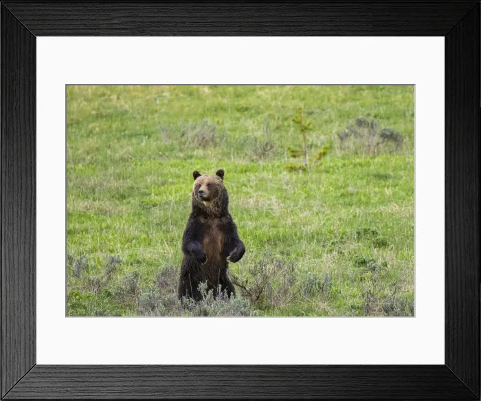 Framed Print : Brown bear, Yellowstone National Park, Wyoming, USA Framed Print : Brown bear, Yellowstone National Park, Wyoming, USA