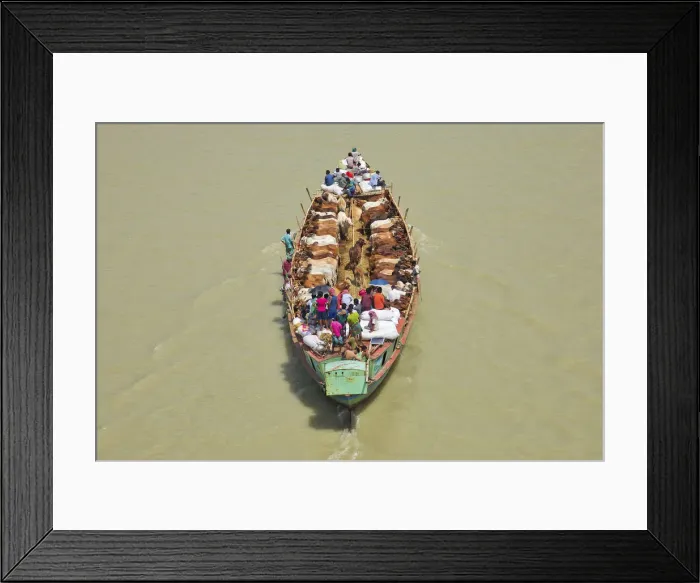 Framed Print : More than 100 cows squeeze onto a tiny boat as they are transported to market Framed Print : More than 100 cows squeeze onto a tiny boat as they are transported to market