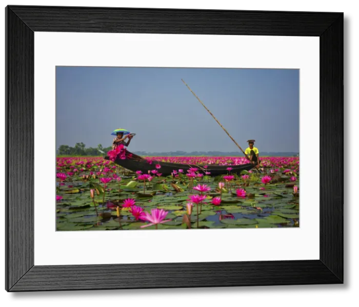 Framed Print : Canal of water lily, Satla, Barisal, Bangladesh Framed Print : Canal of water lily, Satla, Barisal, Bangladesh