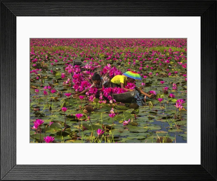 Framed Print : Canal of water lily, Satla, Barisal, Bangladesh Framed Print : Canal of water lily, Satla, Barisal, Bangladesh