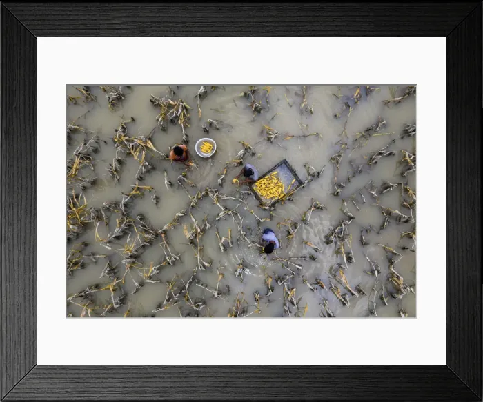 Framed Print : Flood water has damaged crops, Bogura, Bangladesh Framed Print : Flood water has damaged crops, Bogura, Bangladesh
