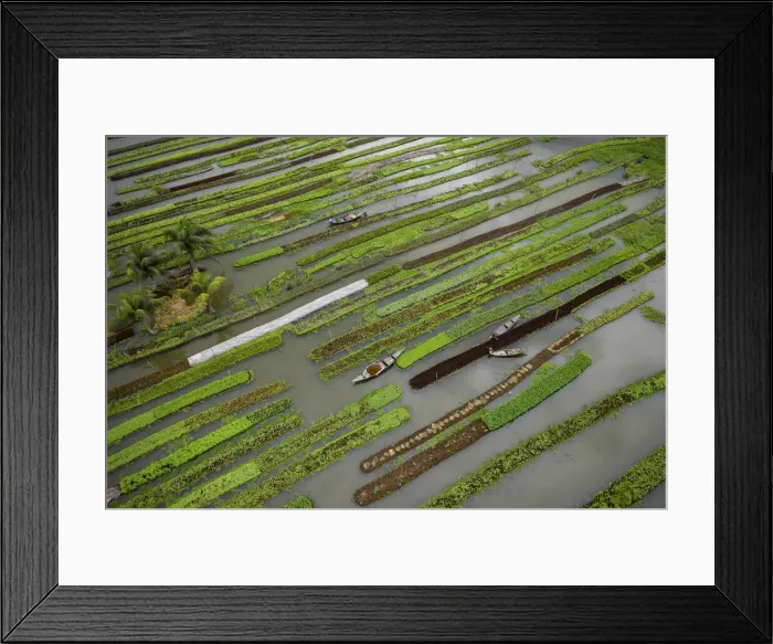 Framed Print : Traditional floating vegetable garden, Pirojpur, Barisal, Bangladesh Framed Print : Traditional floating vegetable garden, Pirojpur, Barisal, Bangladesh