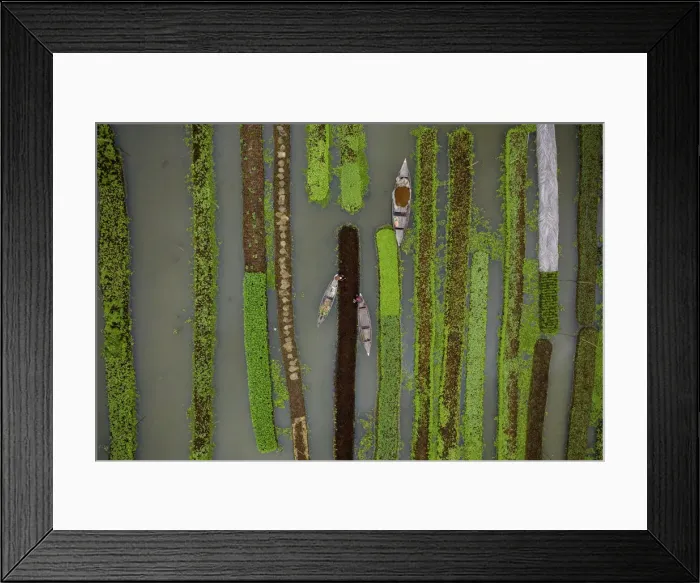 Framed Print : Traditional floating vegetable garden, Pirojpur, Barisal, Bangladesh Framed Print : Traditional floating vegetable garden, Pirojpur, Barisal, Bangladesh