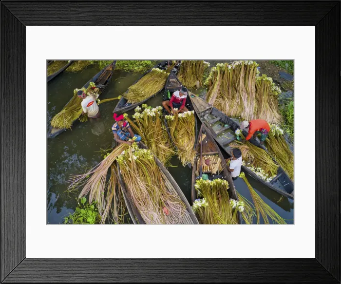 Framed Print : Workers spend all day in the water harvesting waterlilies, Munsiganj, Bangladesh Framed Print : Workers spend all day in the water harvesting waterlilies, Munsiganj, Bangladesh