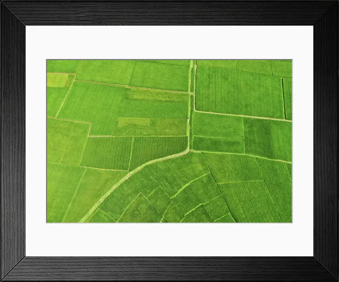 Framed Print : Paddy field, Bogura, Bangladesh