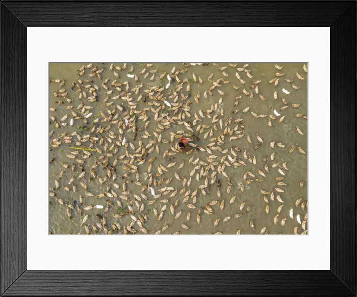 Framed Print : Ducks farming, Sirajganj, Bangladesh Framed Print : Ducks farming, Sirajganj, Bangladesh