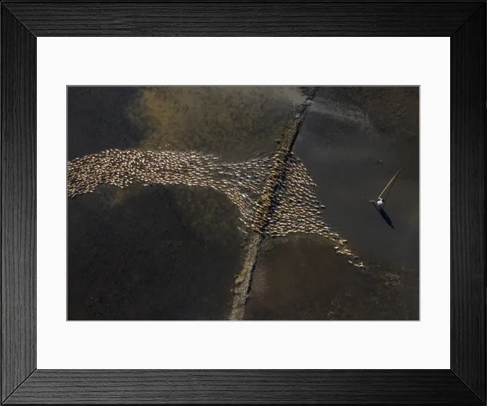 Framed Print : Ducks farming, Sunamganj, Bangladesh Framed Print : Ducks farming, Sunamganj, Bangladesh