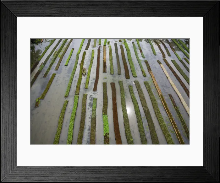 Framed Print : Traditional floating vegetable garden, Pirojpur, Barisal, Bangladesh Framed Print : Traditional floating vegetable garden, Pirojpur, Barisal, Bangladesh