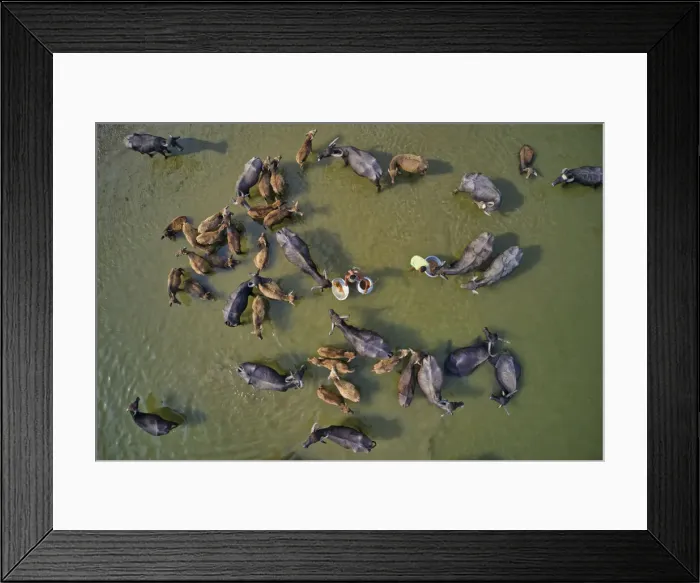 Framed Print : Cattle being herded across the river Jamuna in Bogura, Bangladesh for their daily bath Framed Print : Cattle being herded across the river Jamuna in Bogura, Bangladesh for their daily bath