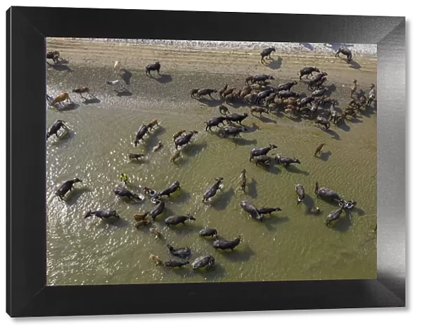 Cattle being herded across the river Jamuna in Bogura, Bangladesh for their daily bath