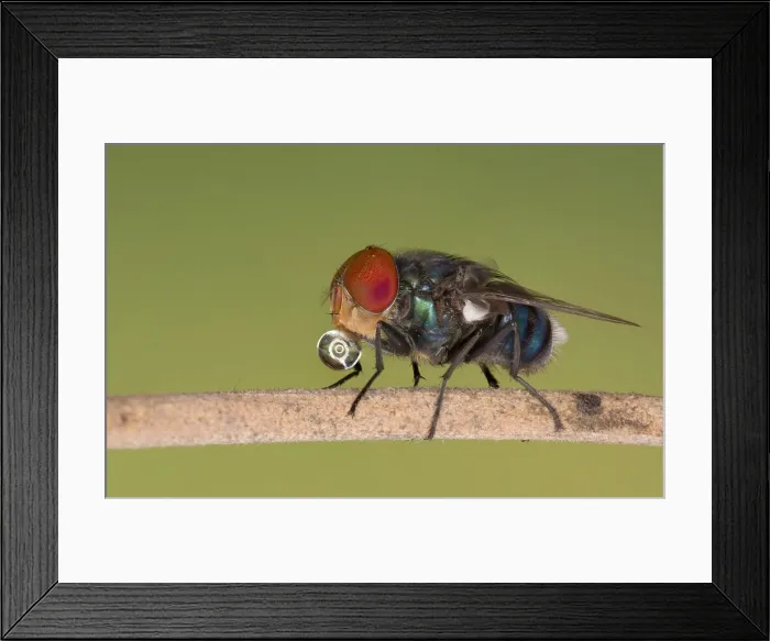 Framed Print : Blue bottle fly, Dhaka, Bangladesh