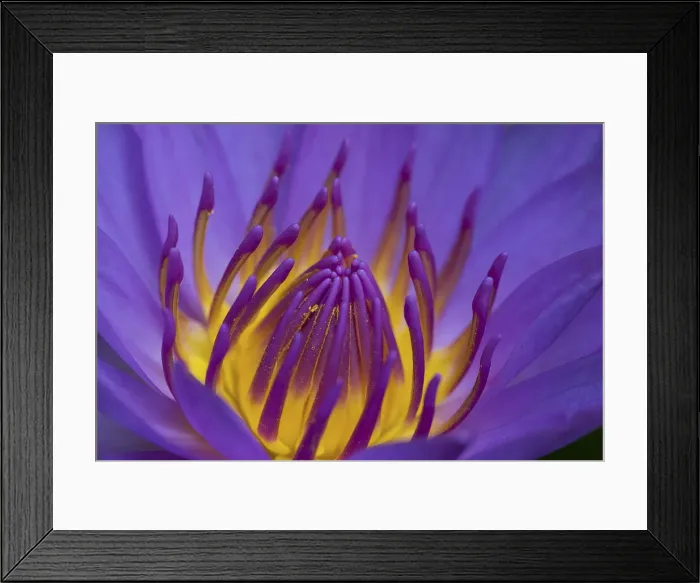 Framed Print : Purple water lily, Dhaka, Bangladesh Framed Print : Purple water lily, Dhaka, Bangladesh